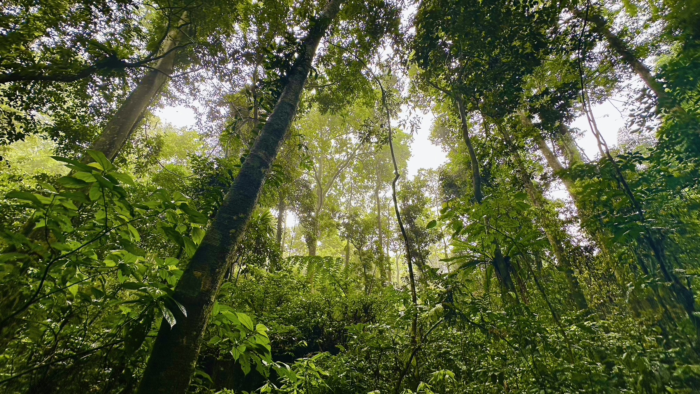 Looking up into the dense emerald canopy of the ancient jungle